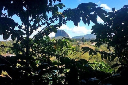 Recorrido por la piedra de Guatape y por una plantación de café en un fantá...