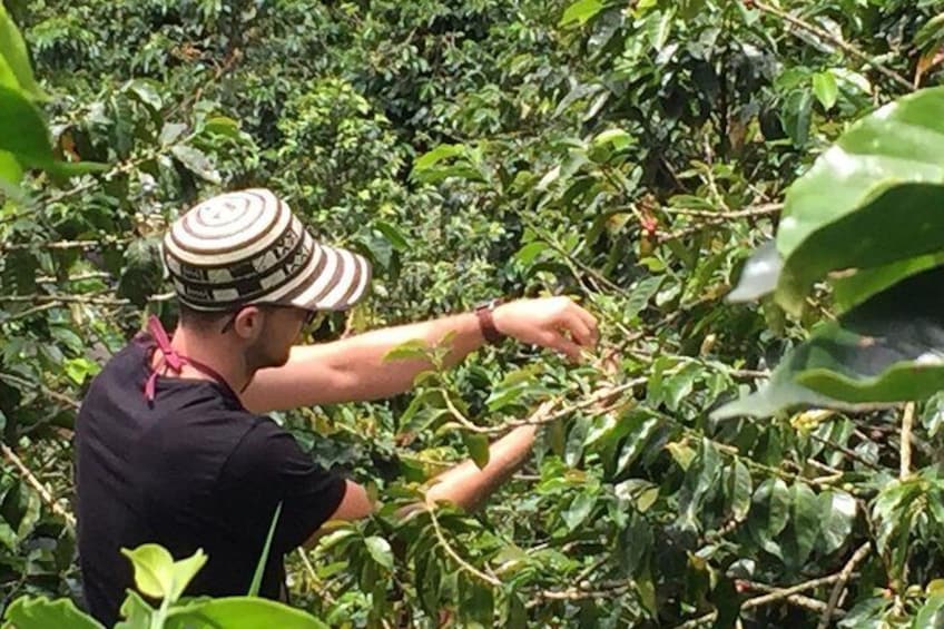 Picking the beans