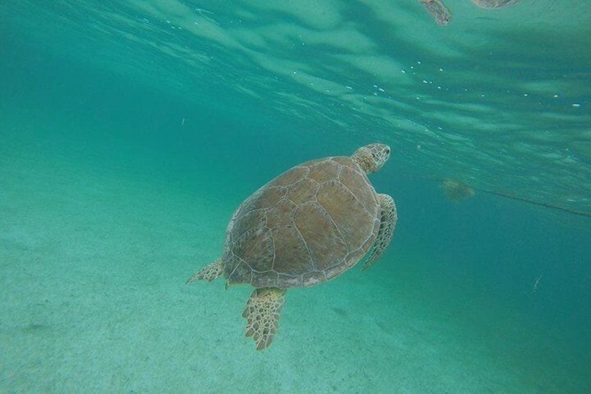 Marine turtle tour