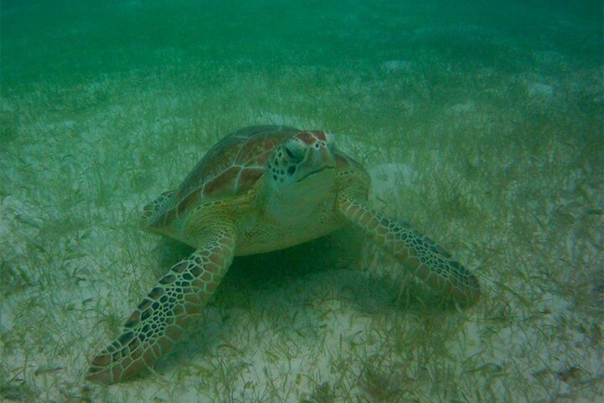 Private Tour: Akumal Marine Turtle Snorkeling and Cenote Adventure