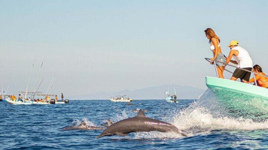 Dolphin Watching Tour