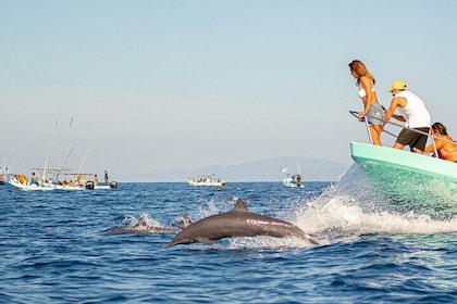 Dolphin Watching Tour