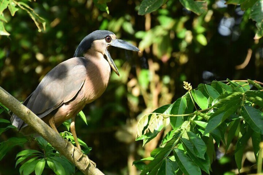 Caño Negro - Río Frío Boat Tour