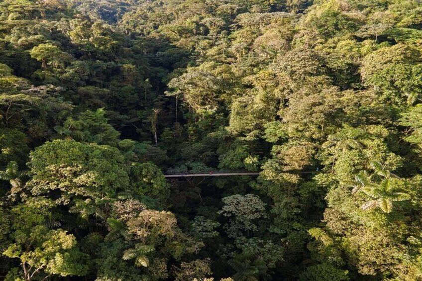 Hanging Bridges