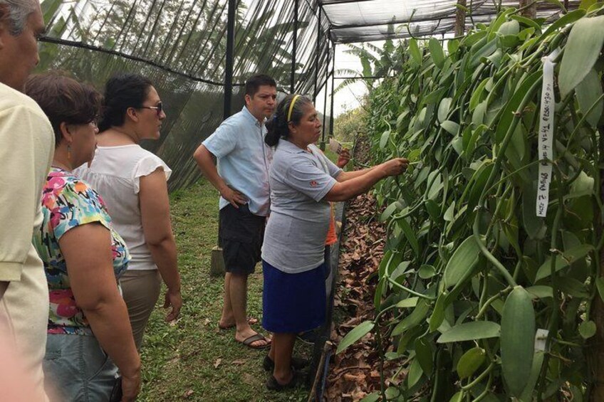 Tajin Ruins Day Trip and Vanilla Factory Experience