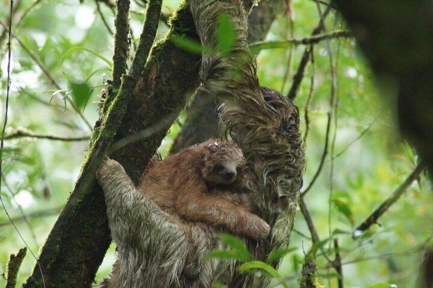 Sloth Watching Trail