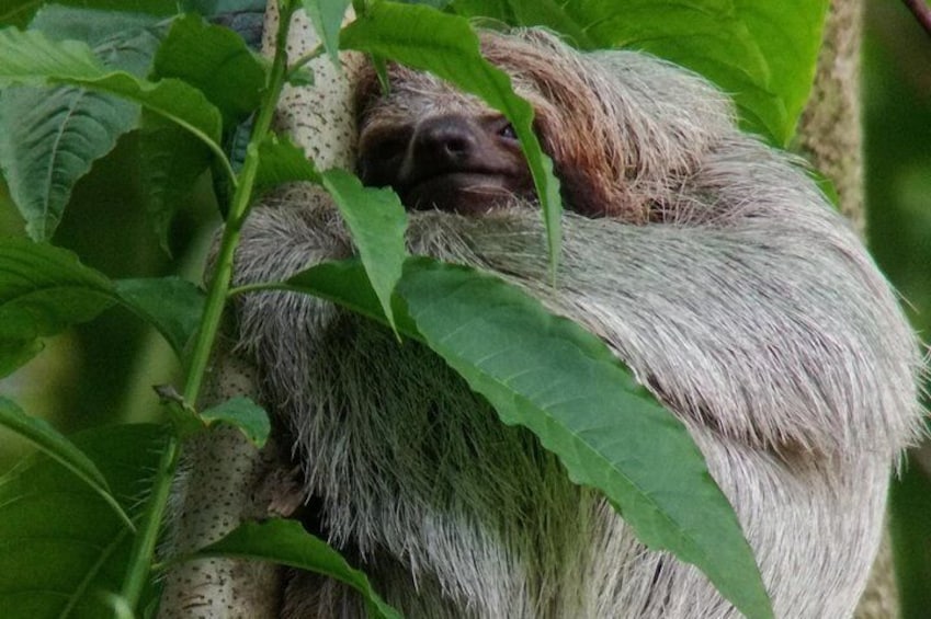 Sloth Watching Trail