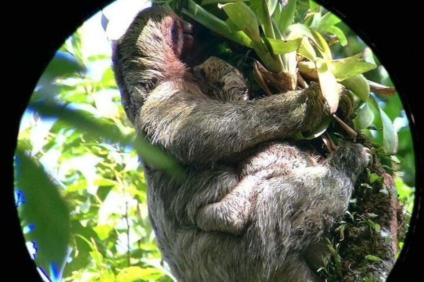 Sloth Watching Trail