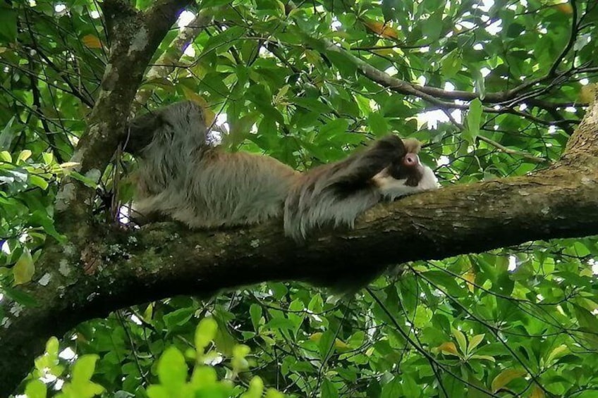 Sloths observation plus coffee-chocolate-sugar cane experience