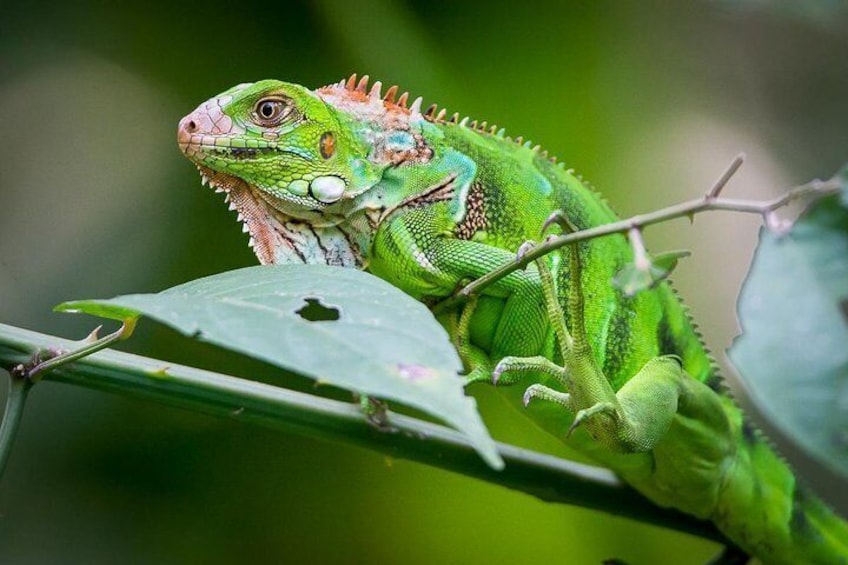 Private Manuel Antonio Park Tour