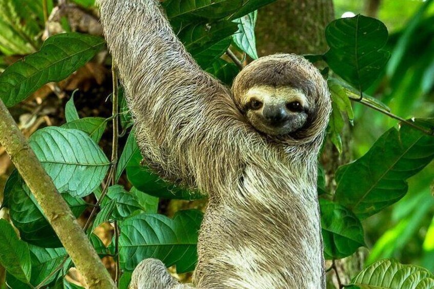 Private Manuel Antonio Park Tour