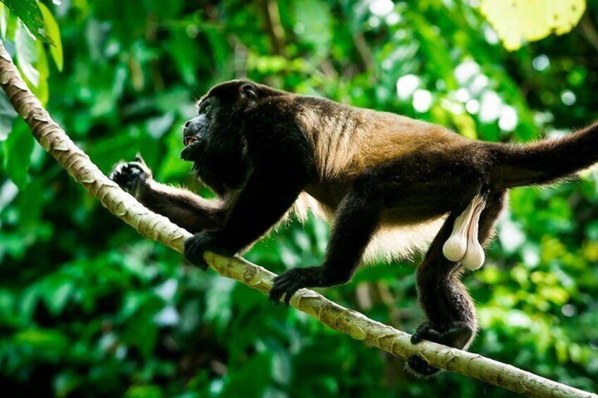 Private Manuel Antonio Park Tour
