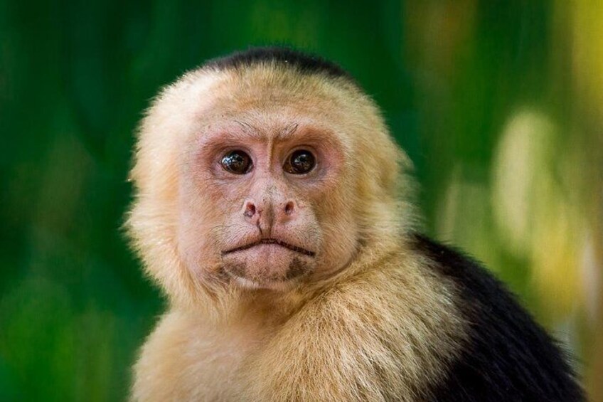 Private Manuel Antonio Park Tour