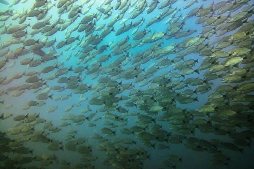 Half-Day Snorkeling Experience in Tamarindo