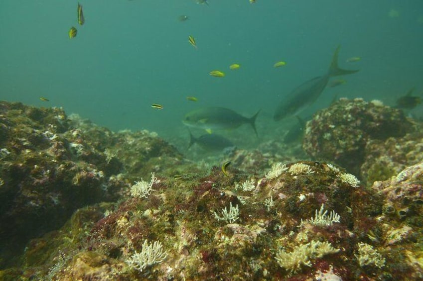 Snorkeling Tour