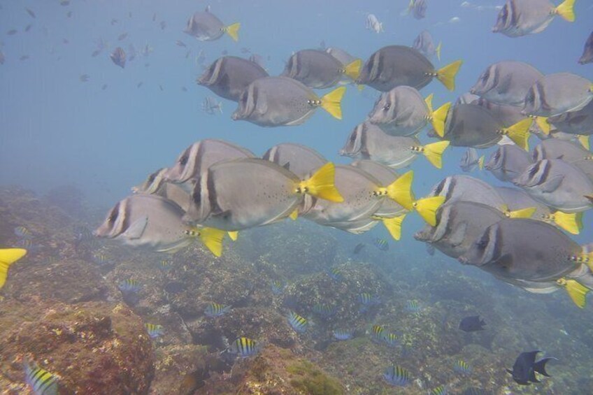 Snorkeling Tour