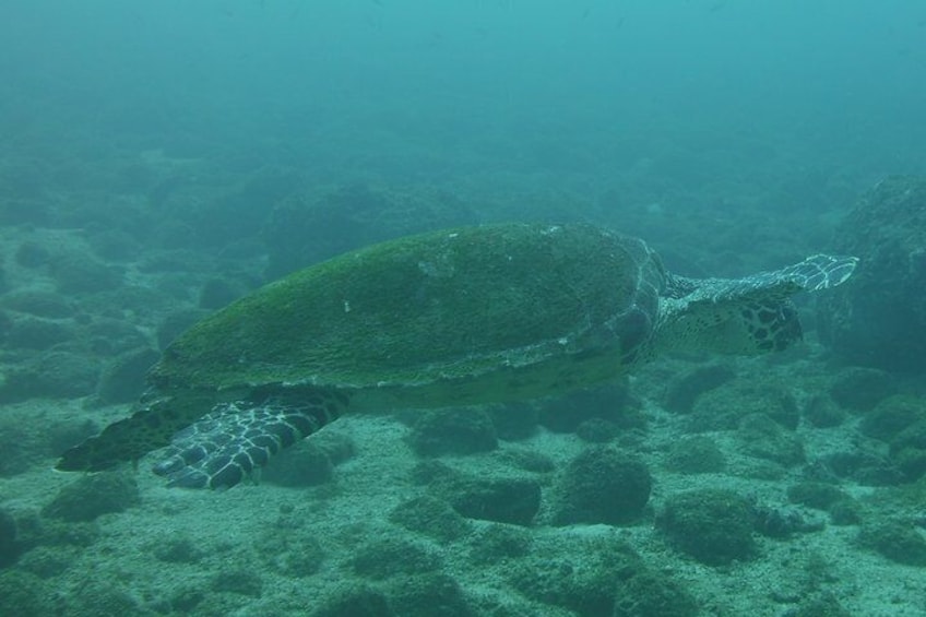 Snorkeling Tour