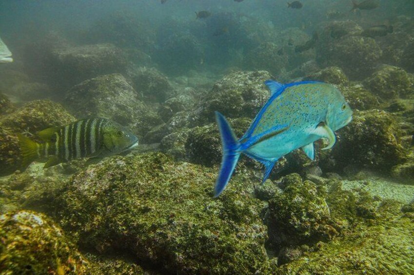 Snorkeling Tour