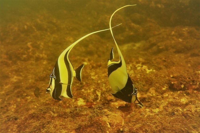 Snorkeling Tour