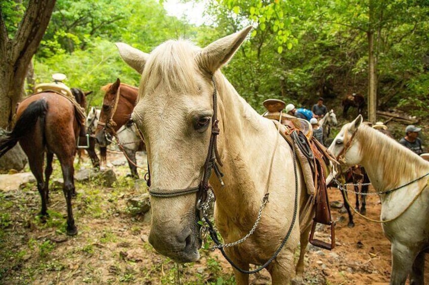 Horseback Riding Tour in Sierra Madre