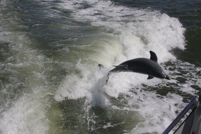 Fun with a Bottlenose Dolphin