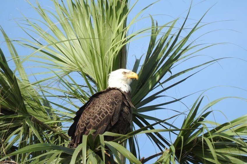 A Palm Warbler aka Bald Eagle