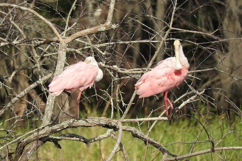 Roseate Spoonbills