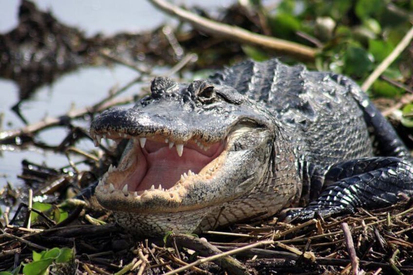 Western Everglades Adventure Tour