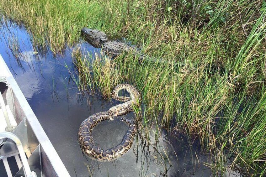 Alligator vs Python
