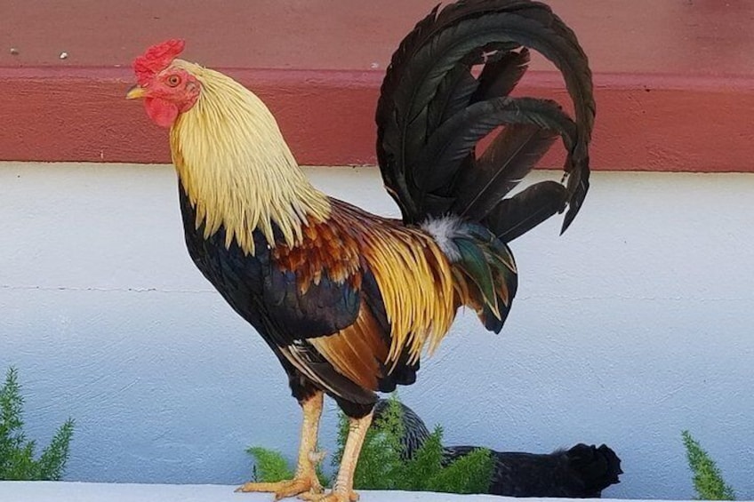 Come To Ybor For Our Food, Enjoy The Beauty Of Our Roosters & Chickens That Freely Roam!