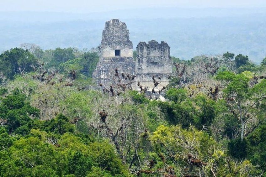 Tikal Day Trip by Air from Guatemala City with Lunch