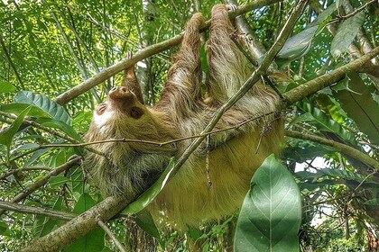 Sloths Watching Tour through Sloth's Territory