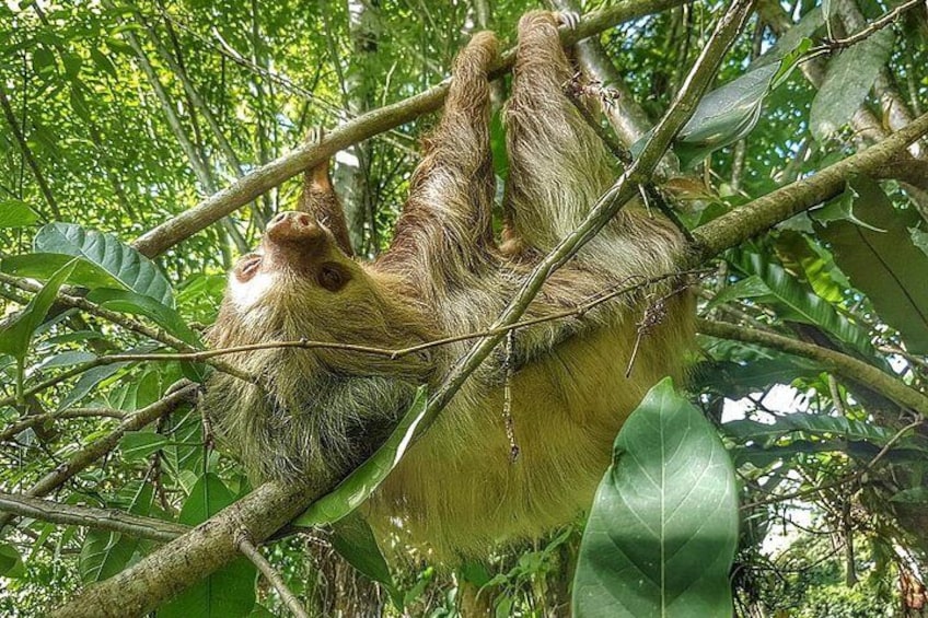 Sloths Watching Tour through Sloth's Territory