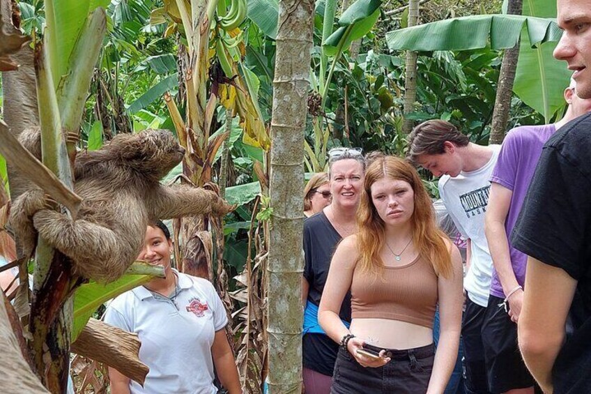 Sloths in the jungle & safari by the River