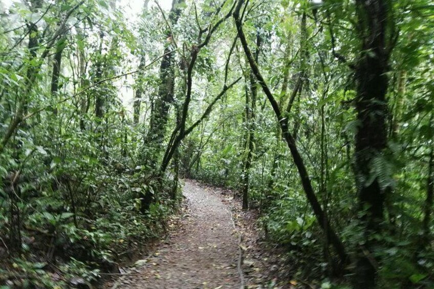 Monteverde Biological Preserve Trail