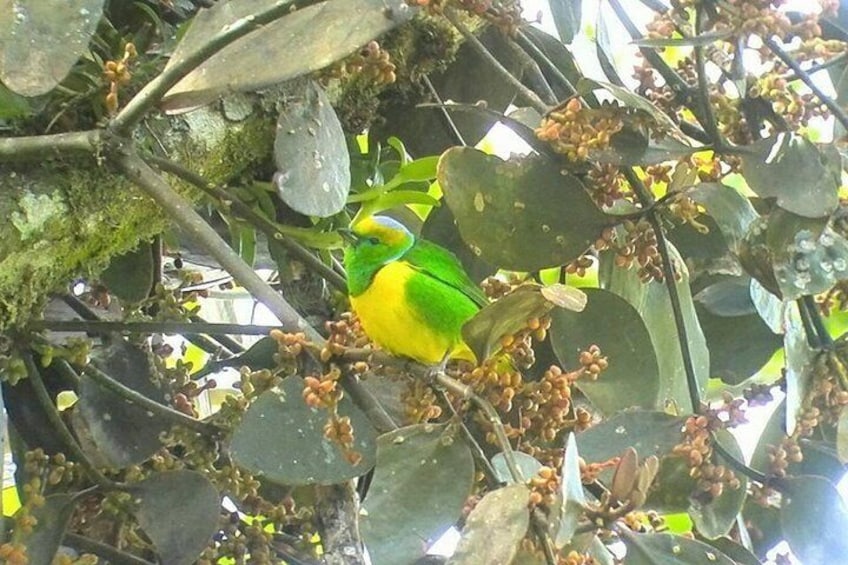 Golden-browed Chlorophonia 