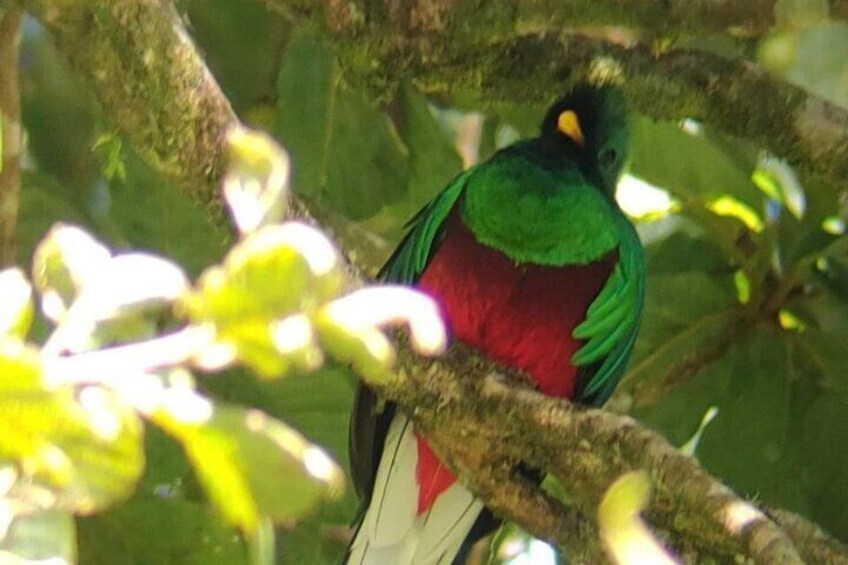Day & Night Nature Tour in Monteverde Combo tour