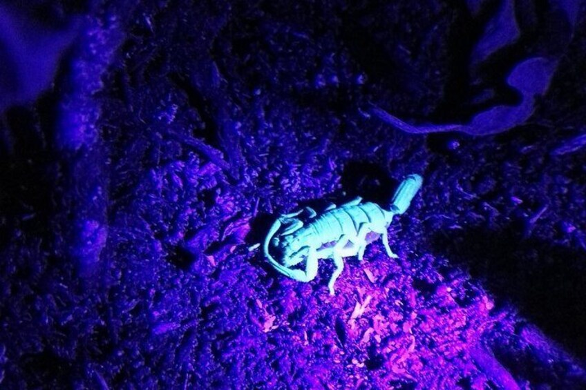 Scorpion under Black light