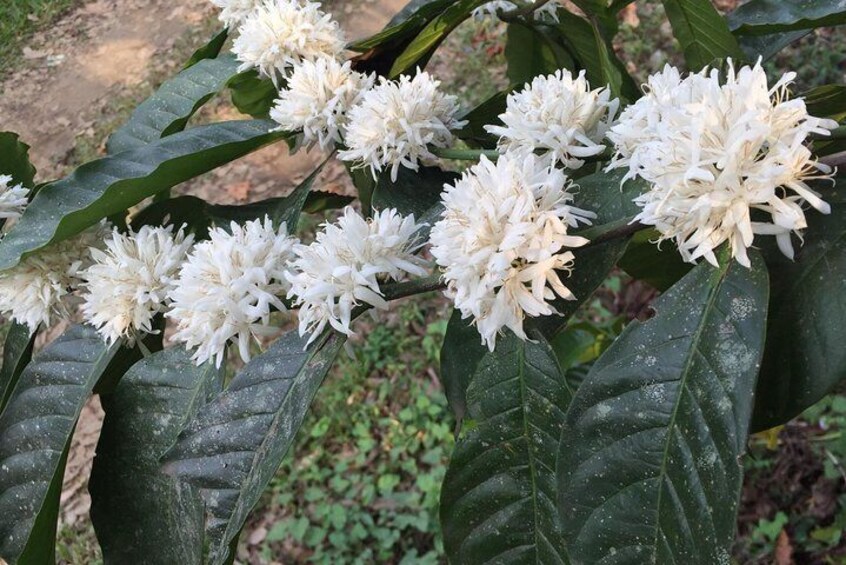 See coffee in bloom if you are lucky