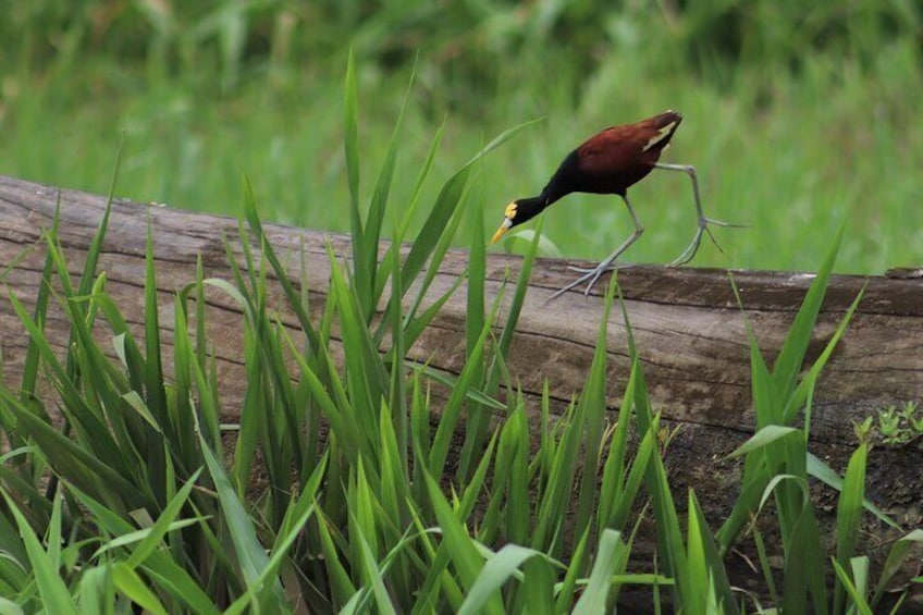 Jungle Crocodile Safari and Bird Watching Tour