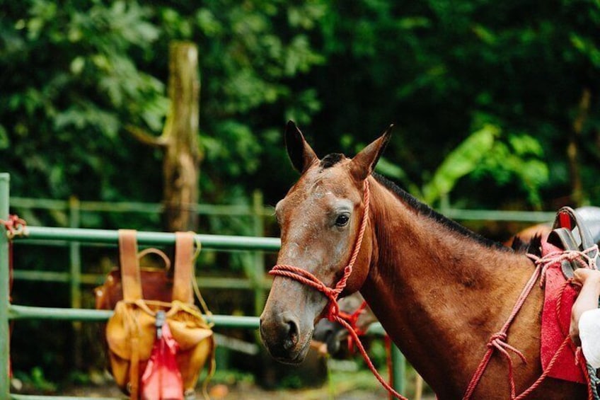 Horseback Riding and Waterfalls from Manuel Antonio