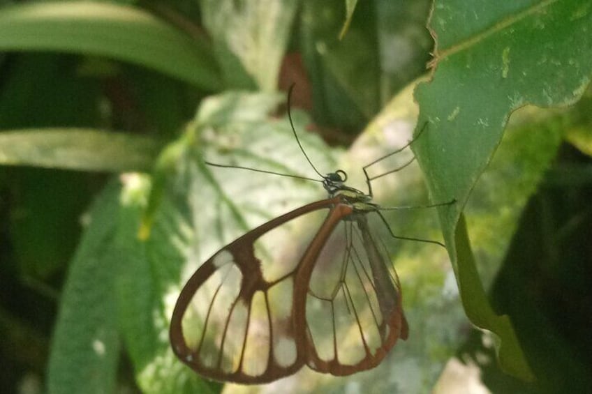 Monteverde Cloud Forest Tour 