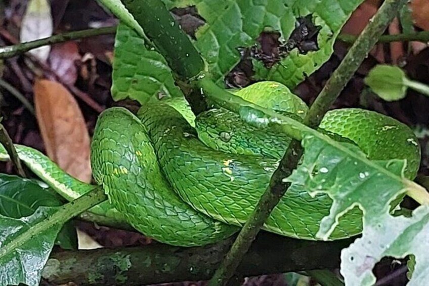 Monteverde Cloud Forest Tour 