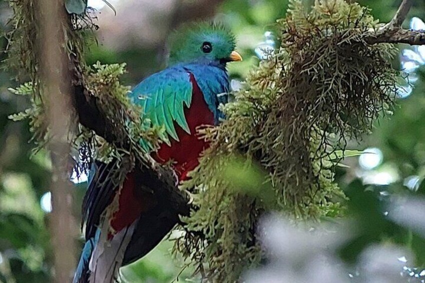 Resplendent quetzal 
Monteverde cloud forest. 
27,05,2022