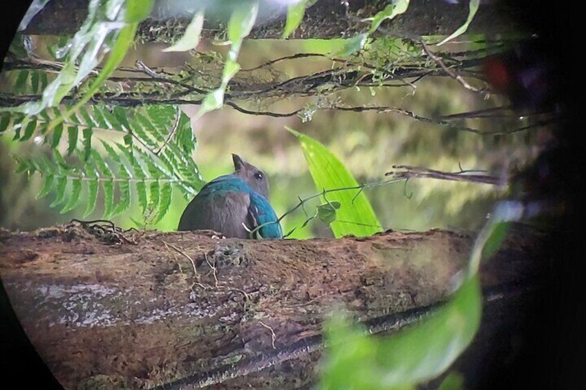 Resplendent quetzal female 