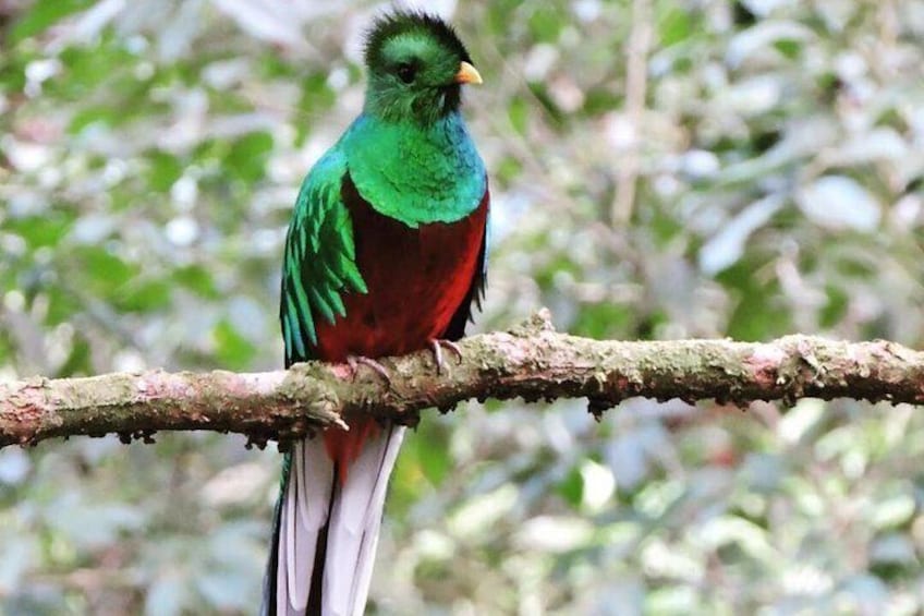 Resplendent Quetzal