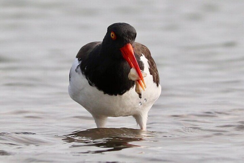 American oystercatcher eating an oyster 