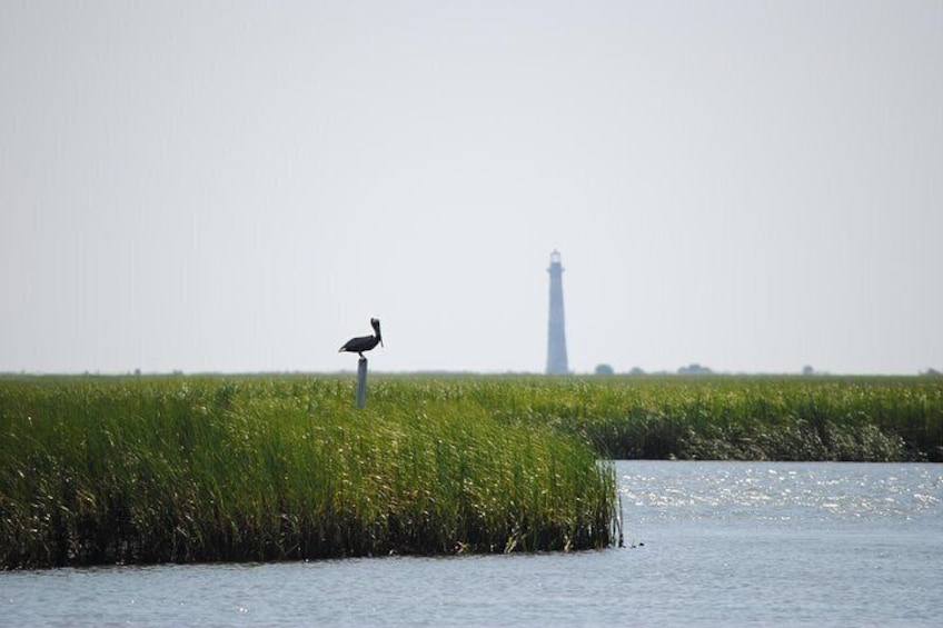 Charleston's Tidal Creeks Eco Boat Cruise with Stop at Morris Island Lighthouse
