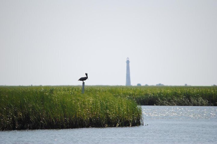 charleston marsh tours