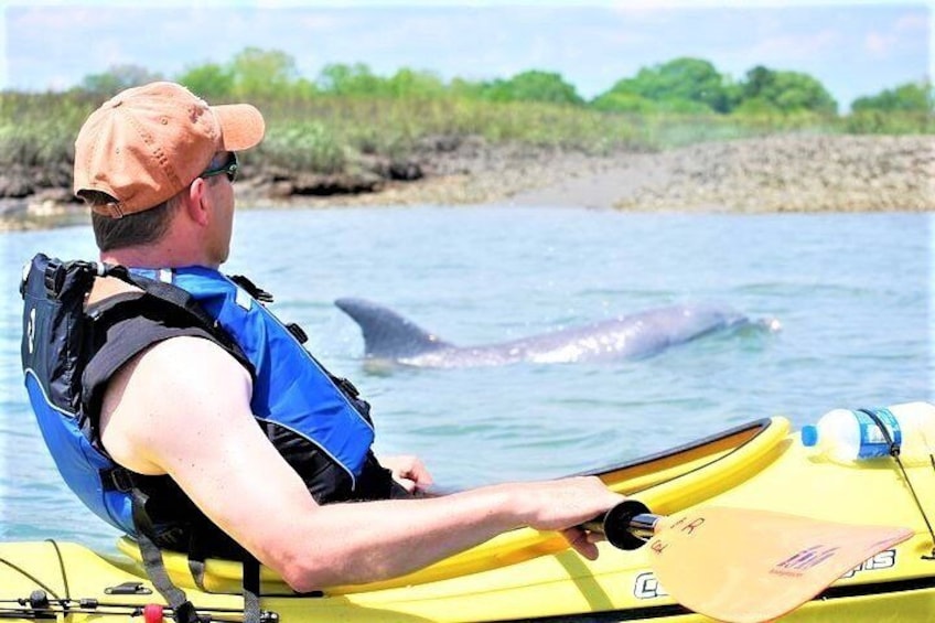 Enjoy dolphins near your kayak!